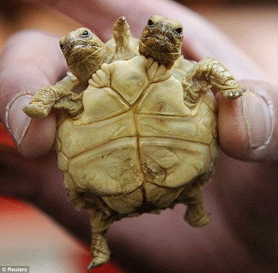 Con rùa 2đầu, 5 chân được sinh ra tại Slovakia